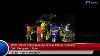 Petugas BPBD Mempawah evakuasi pohon tumbang pasca Angin Kencang -MempawahNews