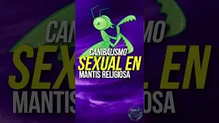 El CANIBALISMO de la MANTIS RELIGIOSA.  #animales #curiosidades #insectos #insecto #mantis