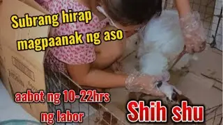 Paano magpaanak ng shih tzu na aso | dog giving birth #shihtzu #givingbirth #video