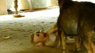 Best Friend Puppy VS Baby Monkey, Funny Pest Life