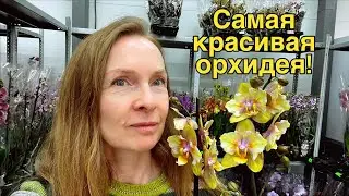 🔴 Только что приехали из Голландии!!!