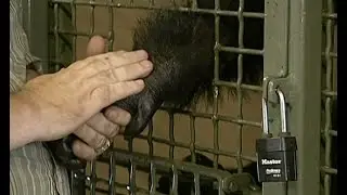 Man & Chimp, best friends