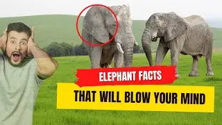 Elephants facts | that will blow your mind