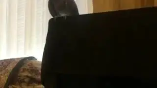 Говорящий попугай