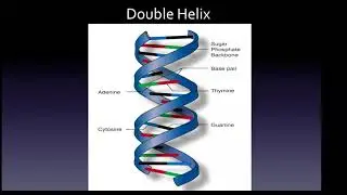 HESI A2 Exam: DNA and RNA