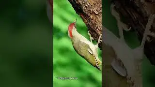 Amazing Birds #amazonjungle #birds #jungle #forest #animals #petlover #petphotography