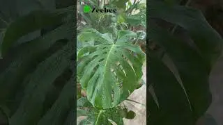 With the onset of heat, we spray the plants.