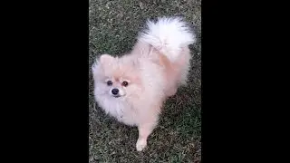 Шпиц