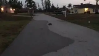 Why did the Opossum cross the road?