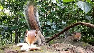 Close up video of a squirrel shot on redmi note 4