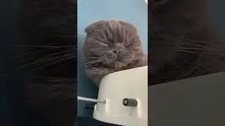 Когда появился новый звук, а у тебя имеется брутальный котик #кот #котик #тренды2024 #новыйзвук #cat