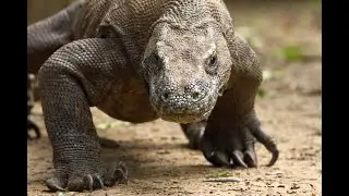 you know komodo dragons, are they like real?