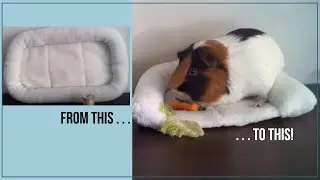 How to Change a Cat or Dog Bed Into a Guinea Pig Bed