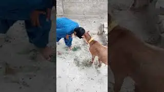 Bakery ki fight | funny fight