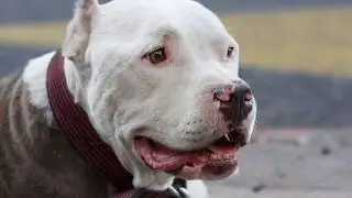 TOP 10 MOST DANGEROUS BREEDS OF DOGS!!!!!!!