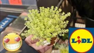 ARRIVAGE LIDL 24 MAI 2023