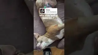 🎵SHAKE💫 Mia🐶❤️ #carlocostanzia #carlocostanziaflores #mia #miamor #preciosa #perro
