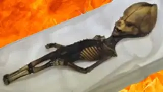 Ne Olduğu Anlaşılamayan 14 Gizemli Yaratık