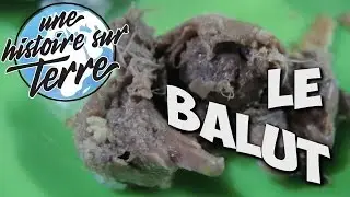 Balut - Manger un embryon dans l'oeuf