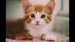 Cats killing with cuteness (5min) 2020
