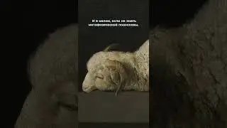 Сурбаран. Agnus Dei  #искусство
