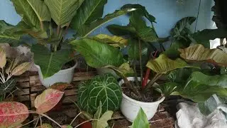 Murang halaman sa Bansalan Davao del Sur Worth 50 pesos pataas