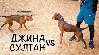 Питбули закусились. Реакция Тайсона на Султана