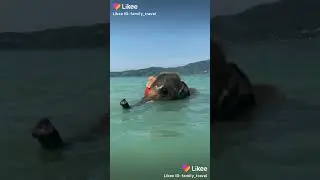 Слон скинул девушку