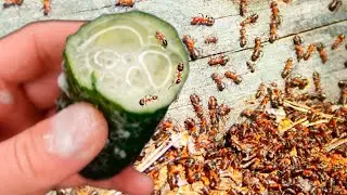 ANTS DON'T COME BACK FOR 50 YEARS! Quickly Get Rid of Ants and Aphids Forever, 100% Effective!