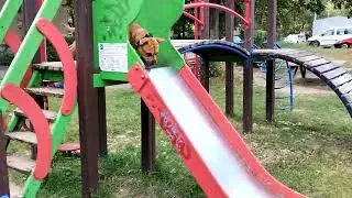 Стаффорд занимается спортом  #animals  #stafford  #dogs  #staffy  #приколысживотными #рекомендации