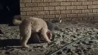 Rabbit humping the dog