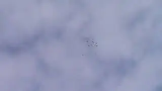 Пермские голуби , полет.