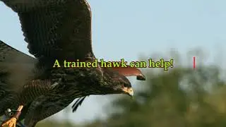 The Birds Austin Airport Bird Problems like Hitchcock movie