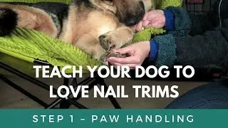 Teach Your Dog To Love Nail Trims - Paw Handling