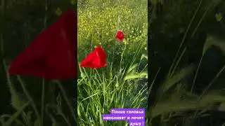 #природа