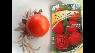 INTUITION Tomato. Tasting