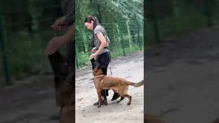 Konura dog school #konura #конура #dogtraining