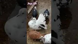 Красивые голуби танцуют