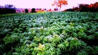 А нужен ли нам этот сидерат