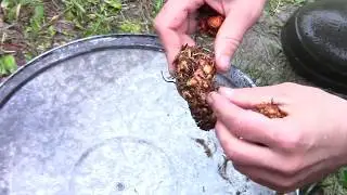 Корень Калгана, приготовление настойки