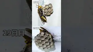 1ヶ月間たった1匹で頑張ってきた女王蜂。ヤバめの蜂 観察日記29日目。私は京都の週末養蜂家！ #Shorts