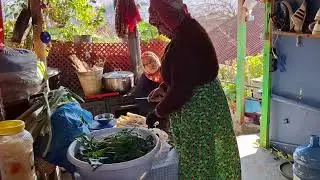 YILAN OTU TİRŞİK NİVÜK NÜNÜK‼️‼️‼️