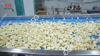 Gelgoog  Garlic Peeling Machine Line #garlic #peeling