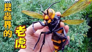 比起老虎獅子，這些恐怖的昆蟲才是你應該害怕的！| 10種地球上最恐怖又危險的昆蟲！| 看到牠們，記得遠離喔！
