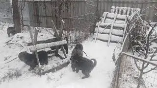 По первому снегу