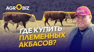 Qazaq Aqbas — where to buy breeding cattle, how to maintain and develop Kazakhstan's meat brand