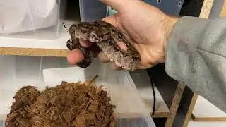 Little Angry Central American Boa!! Very Defensive Snake
