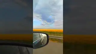подсолнухи #лето #тренды #цветы #юмор #automobile #природа #прикол #любовь #свадьба #мем