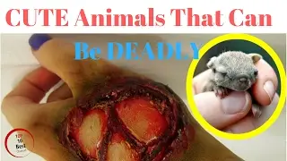 Top 10 CUTE Animals That Can KILL You