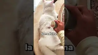 Es por tu bien michi